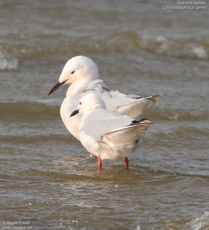 Slender-billed Gull