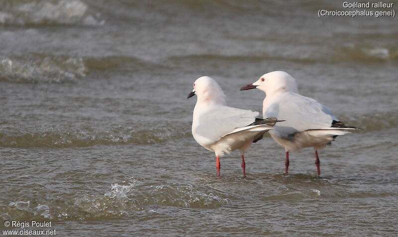 Slender-billed Gull