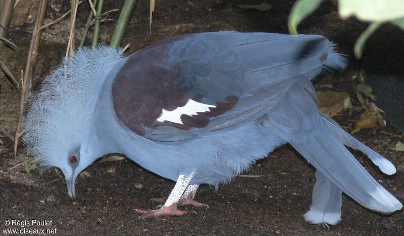 Western Crowned Pigeonadult