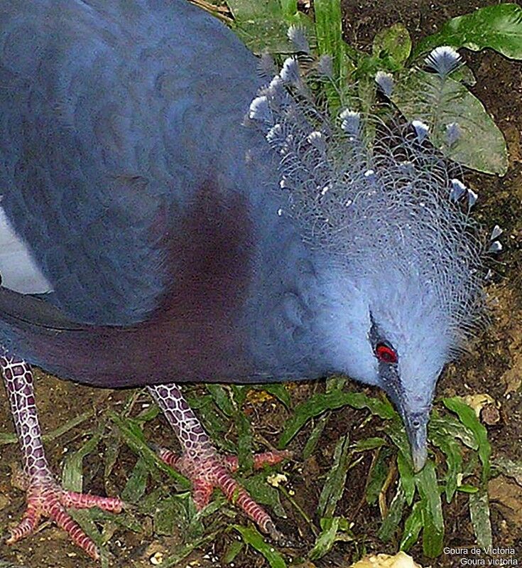 Victoria Crowned Pigeon