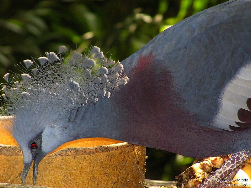 Victoria Crowned Pigeon