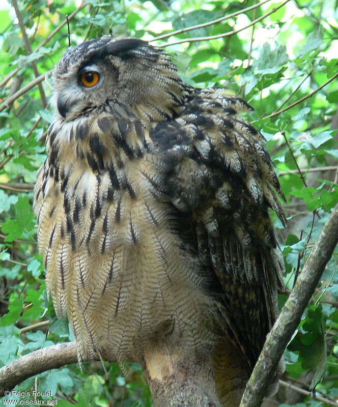 Eurasian Eagle-Owl