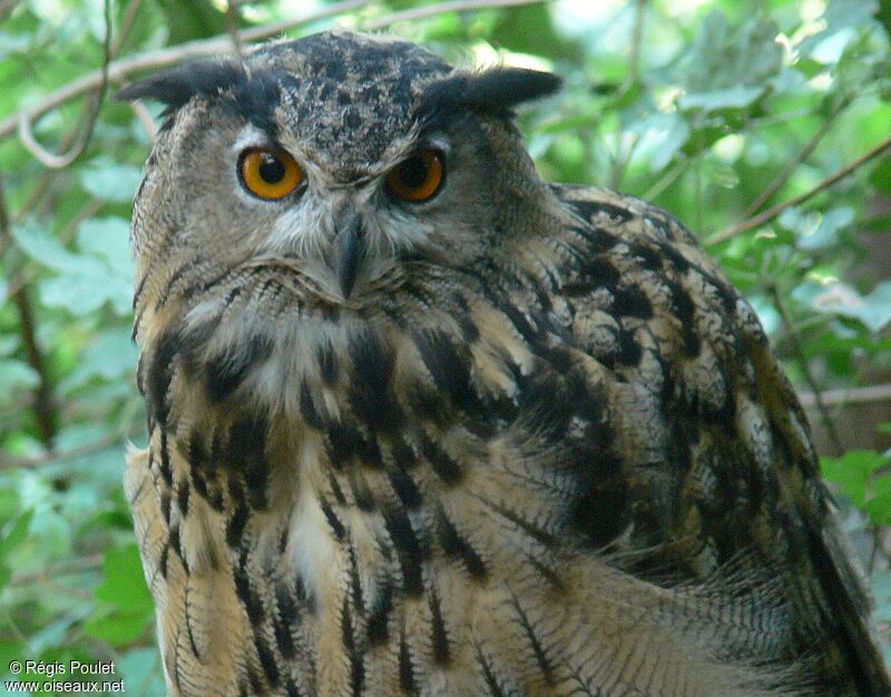 Eurasian Eagle-Owl