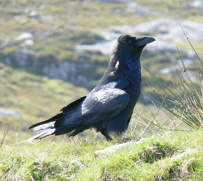 Northern Ravenadult, identification