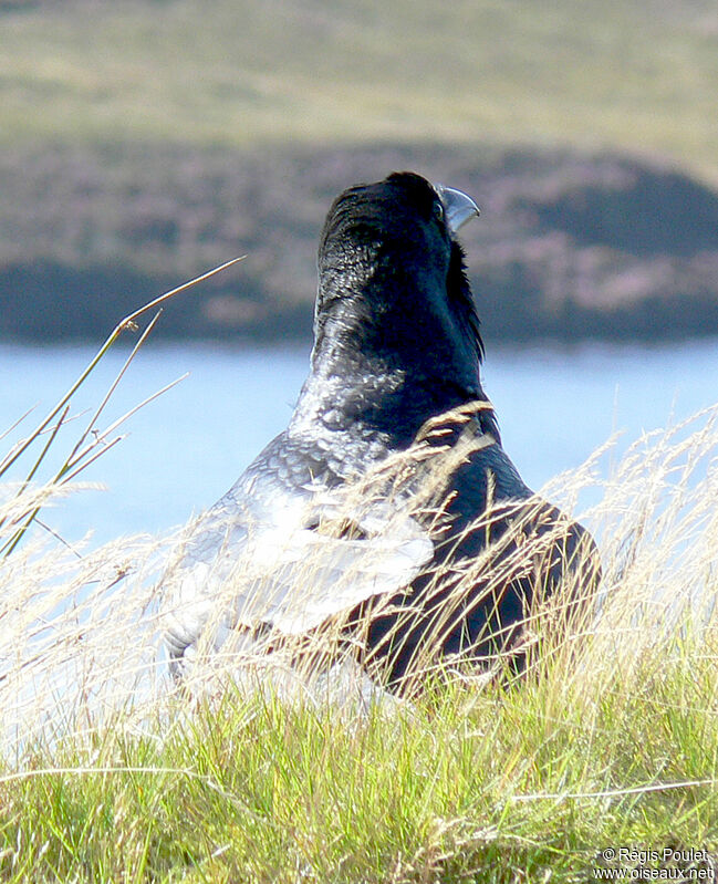 Northern Raven, Behaviour