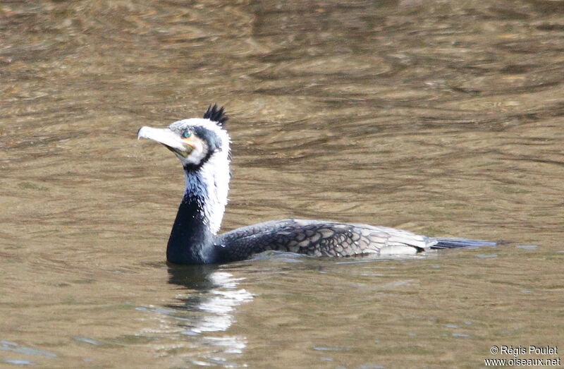 Great Cormorant, Behaviour