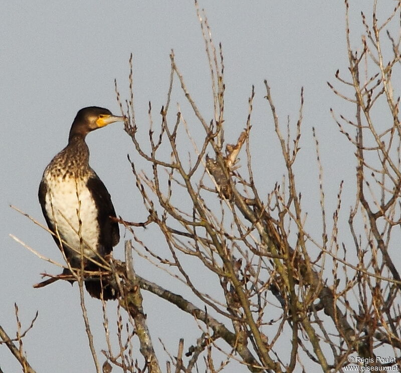 Great Cormorantjuvenile