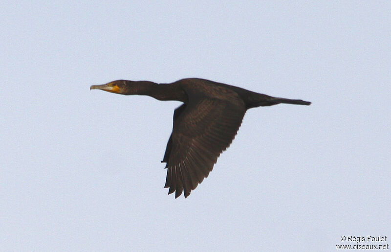 Great Cormorantadult, Flight