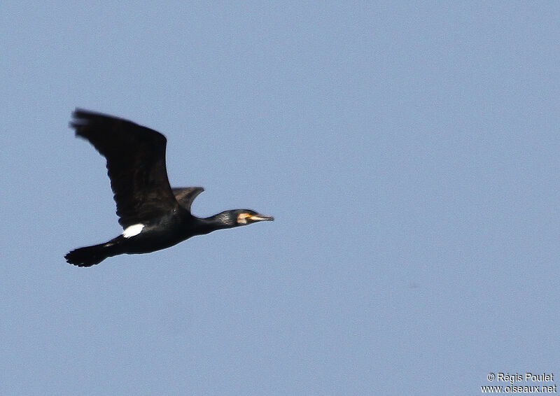 Great Cormorantadult, Flight