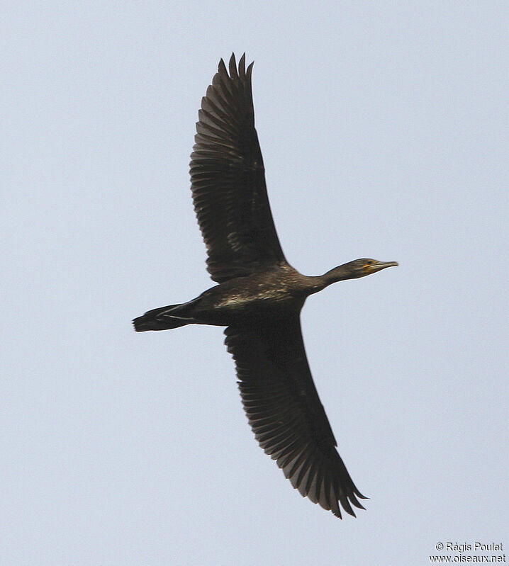 Great Cormorantadult, Flight