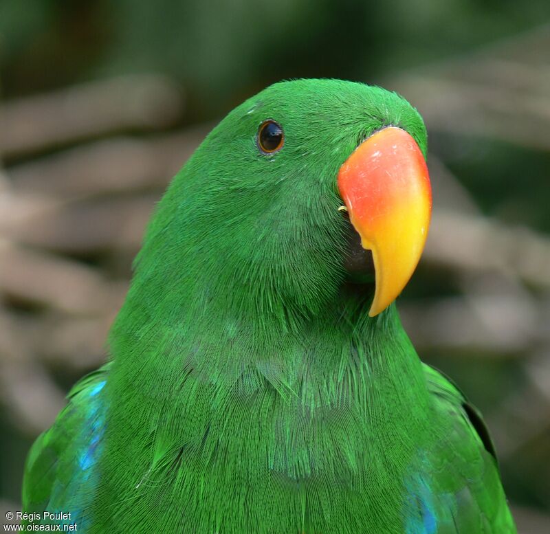 Moluccan Eclectus male adult