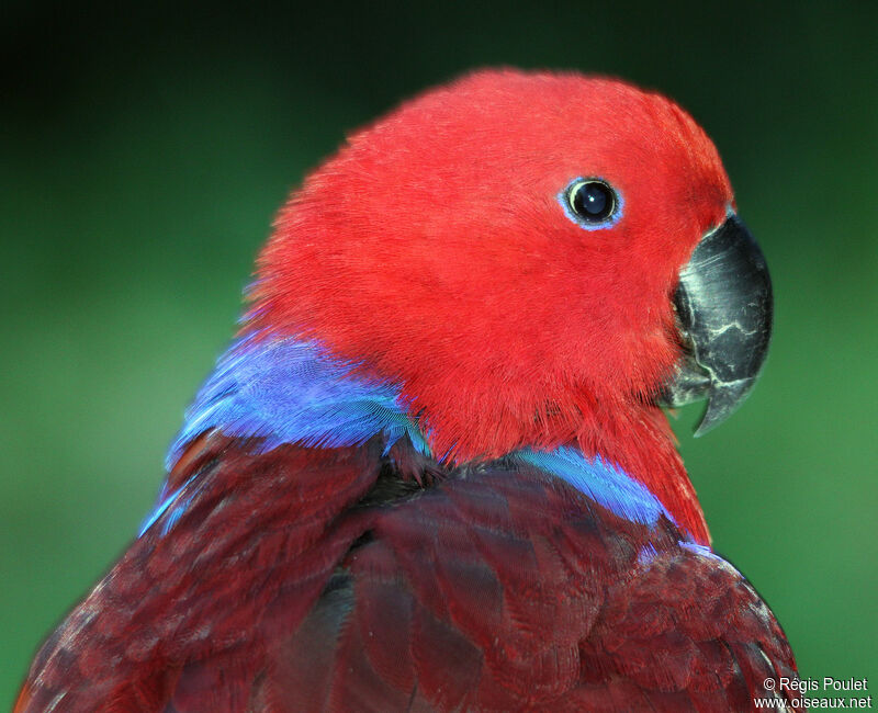 Moluccan Eclectus female adult, identification