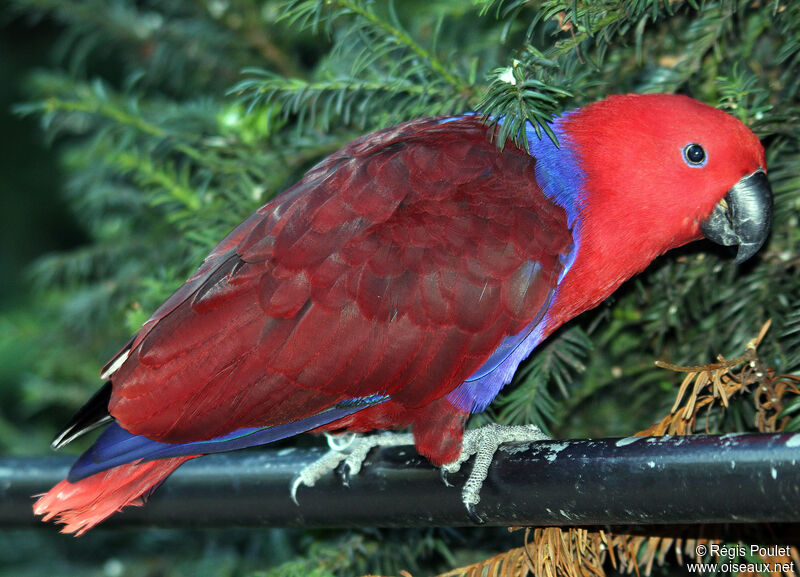 Grand Éclectus femelle adulte, identification