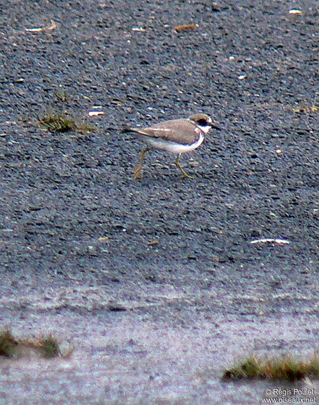 Common Ringed Ploverjuvenile