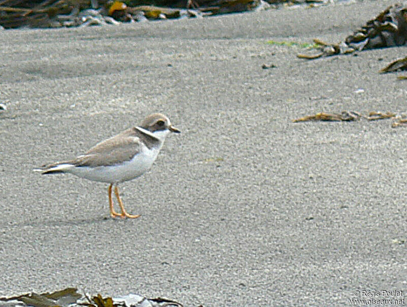 Common Ringed Plover