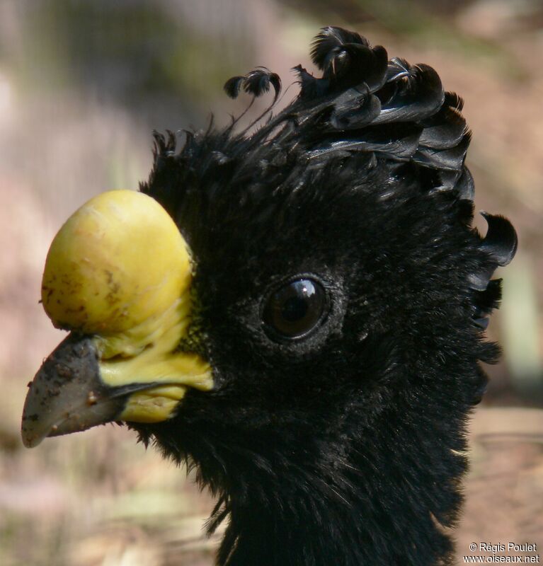 Great Curassow male adult