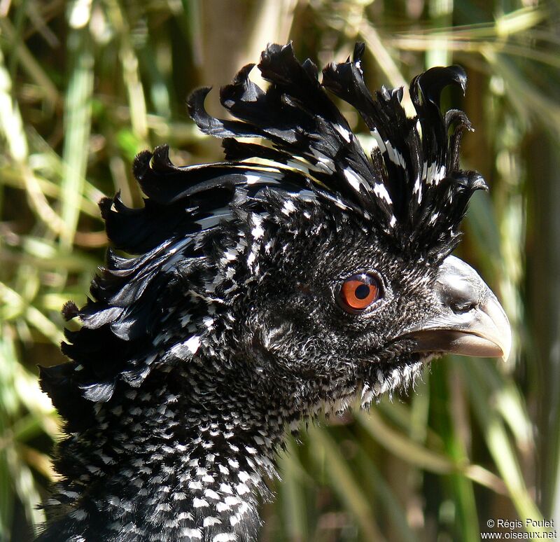 Great Curassow female adult