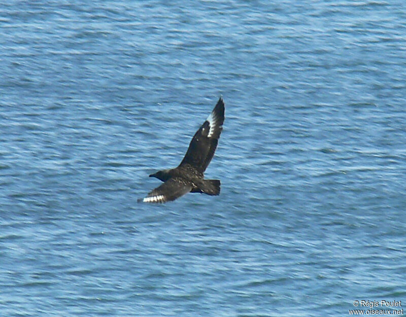 Great Skuaadult, Flight