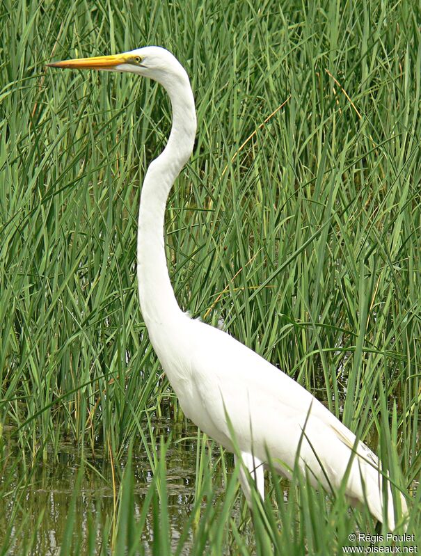 Grande Aigrette