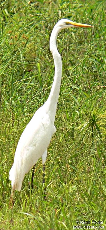 Great Egret