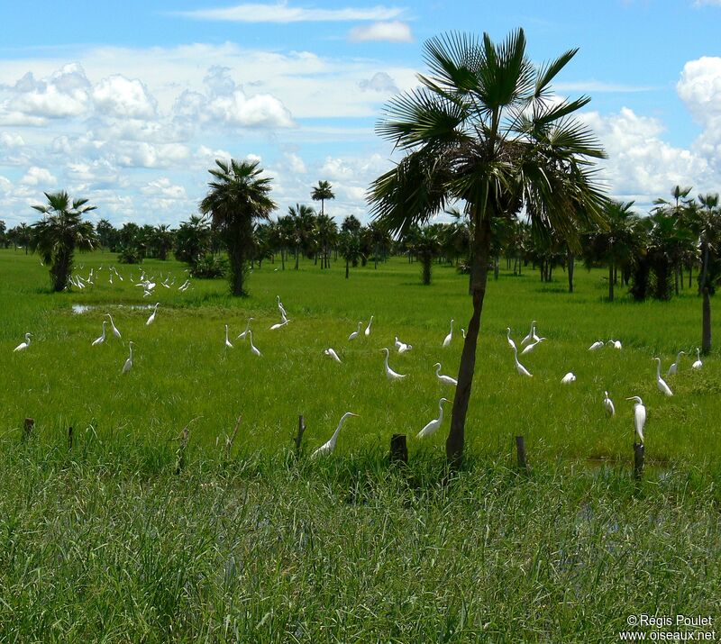 Great Egret