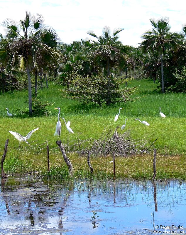 Grande Aigrette