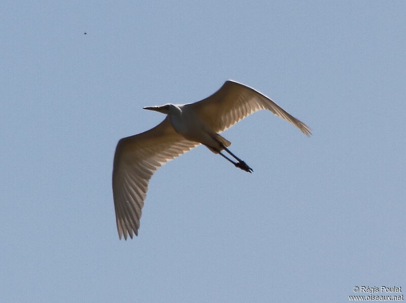 Grande Aigrette, Vol