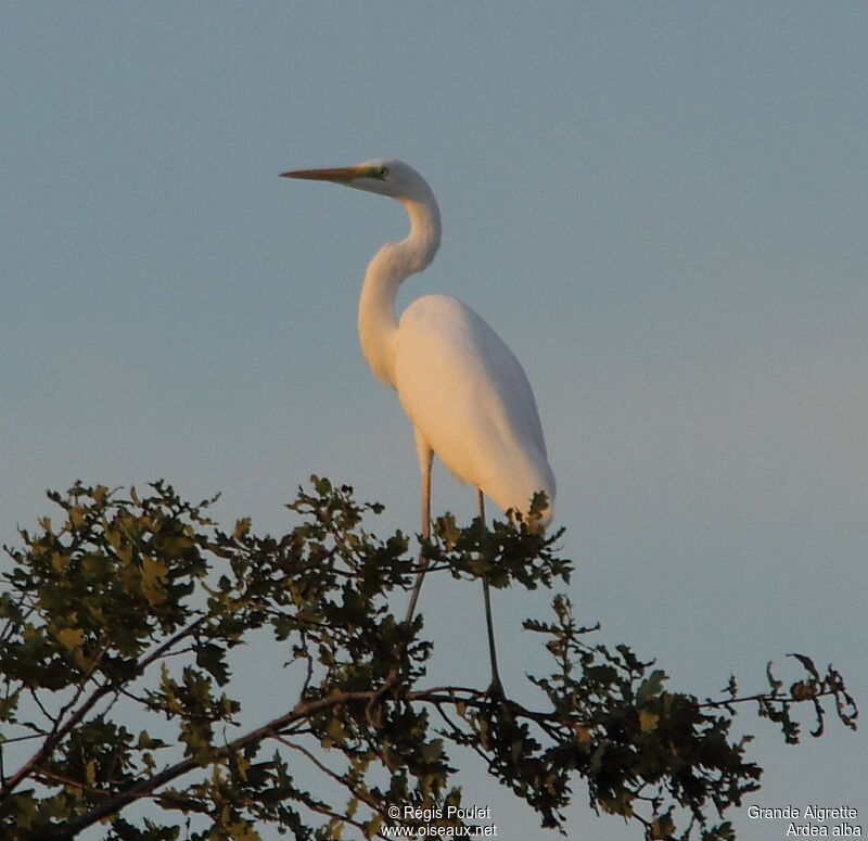 Great Egret