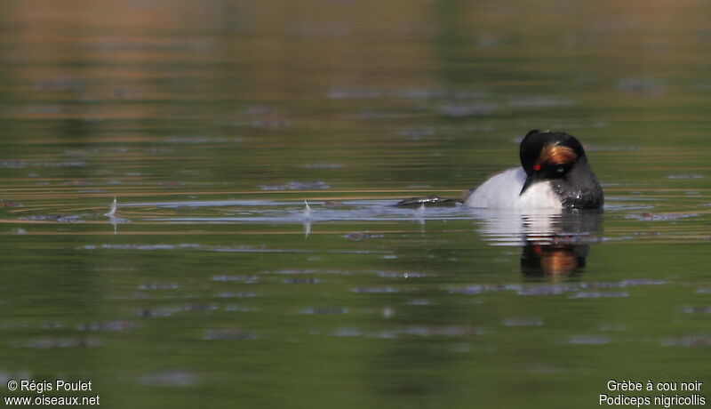 Black-necked Grebe male adult, Behaviour