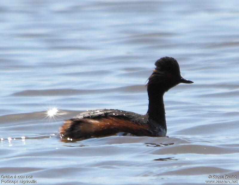 Black-necked Grebe