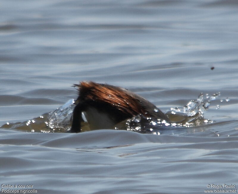 Black-necked Grebe, Behaviour