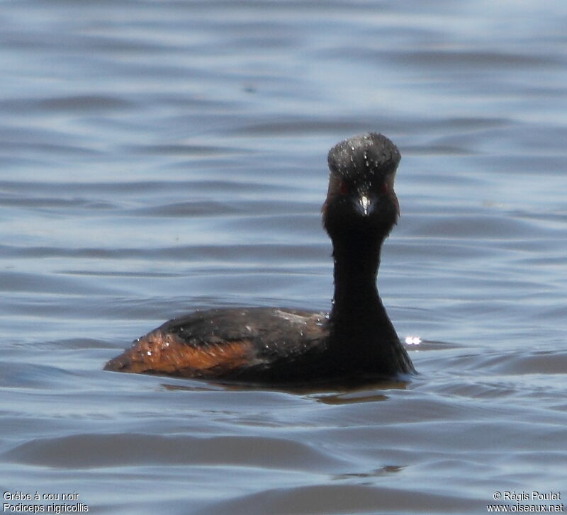 Black-necked Grebe