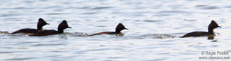 Black-necked Grebe