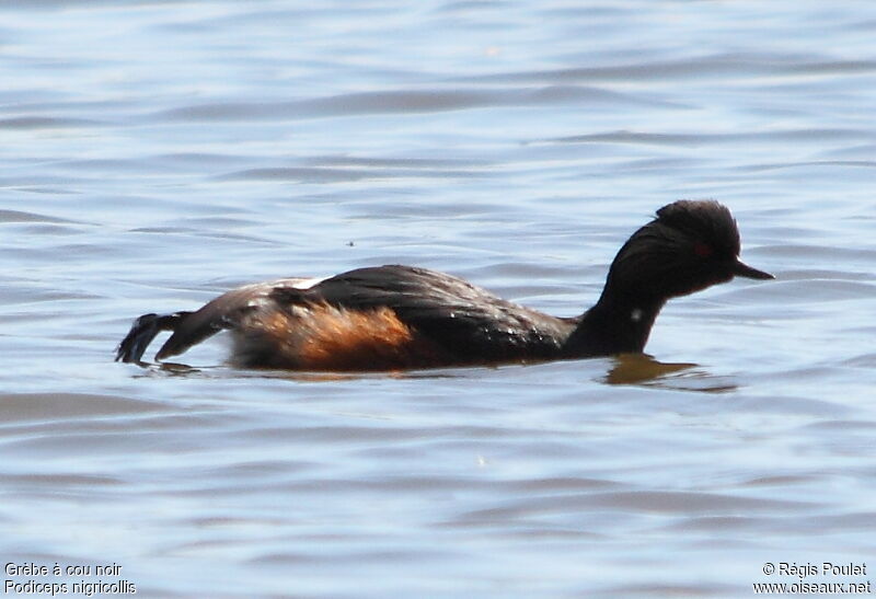 Black-necked Grebe, Behaviour