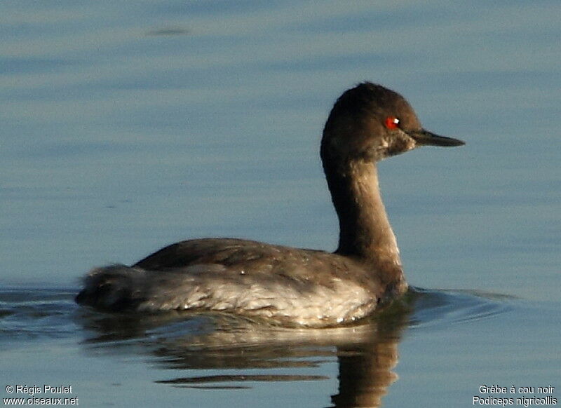 Black-necked Grebeimmature