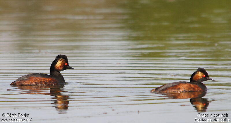 Black-necked Grebe adult