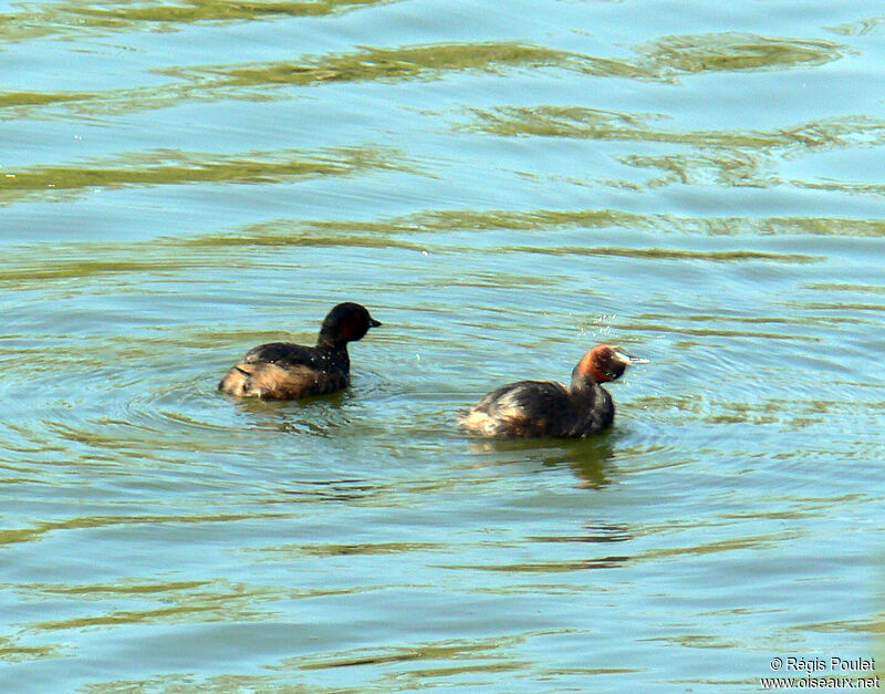 Little Grebe 