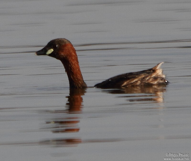 Little Grebeadult, identification