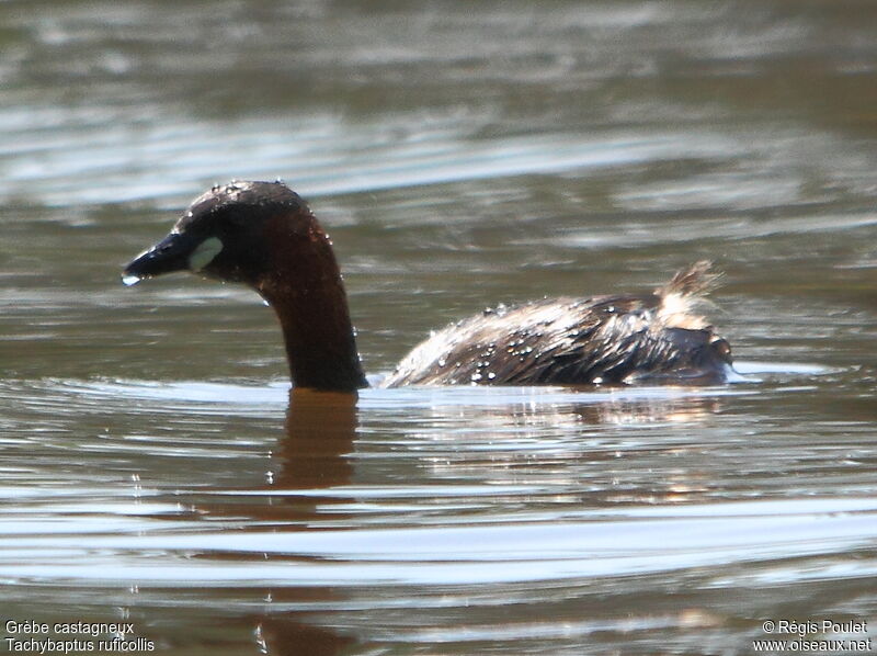 Little Grebe