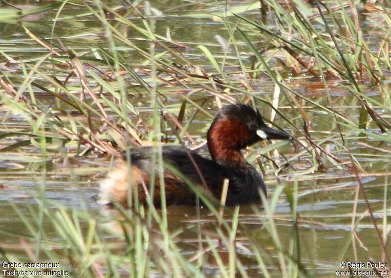 Little Grebe