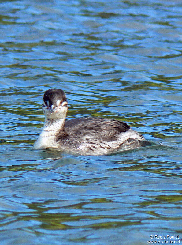 Horned Grebejuvenile