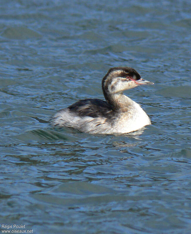 Horned Grebejuvenile, identification