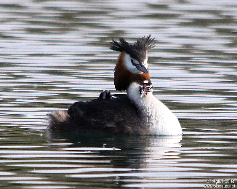 Great Crested Grebe, Behaviour