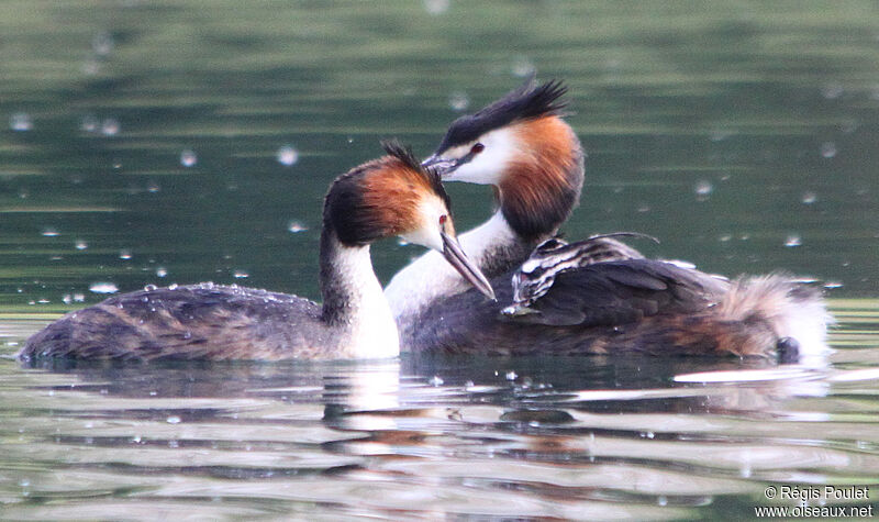 Great Crested Grebe, identification, feeding habits, Behaviour