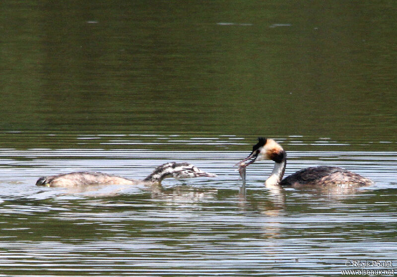 Great Crested Grebe, feeding habits, Behaviour