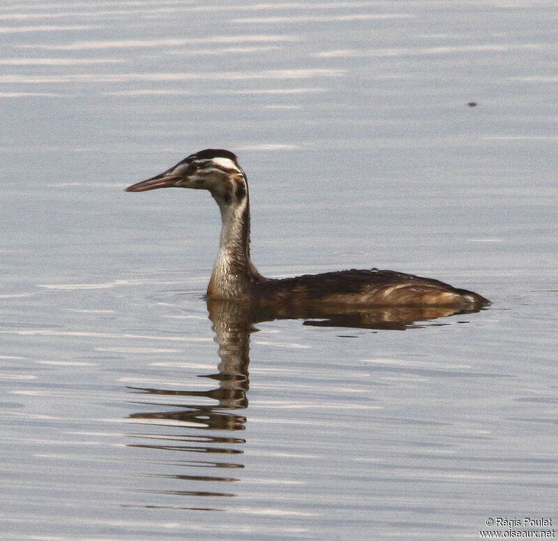 Grèbe huppéimmature, identification