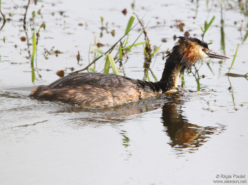 Grèbe huppéadulte, identification