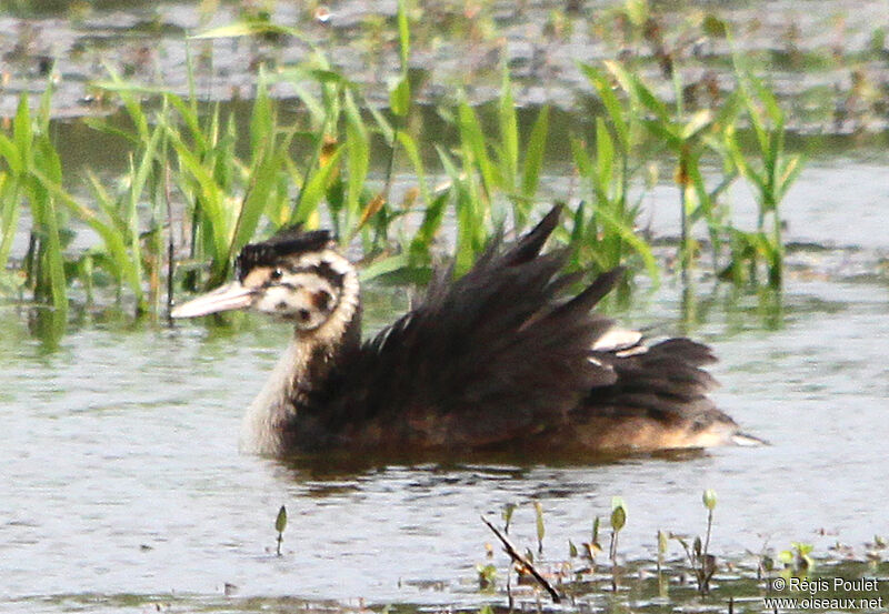 Grèbe huppéimmature