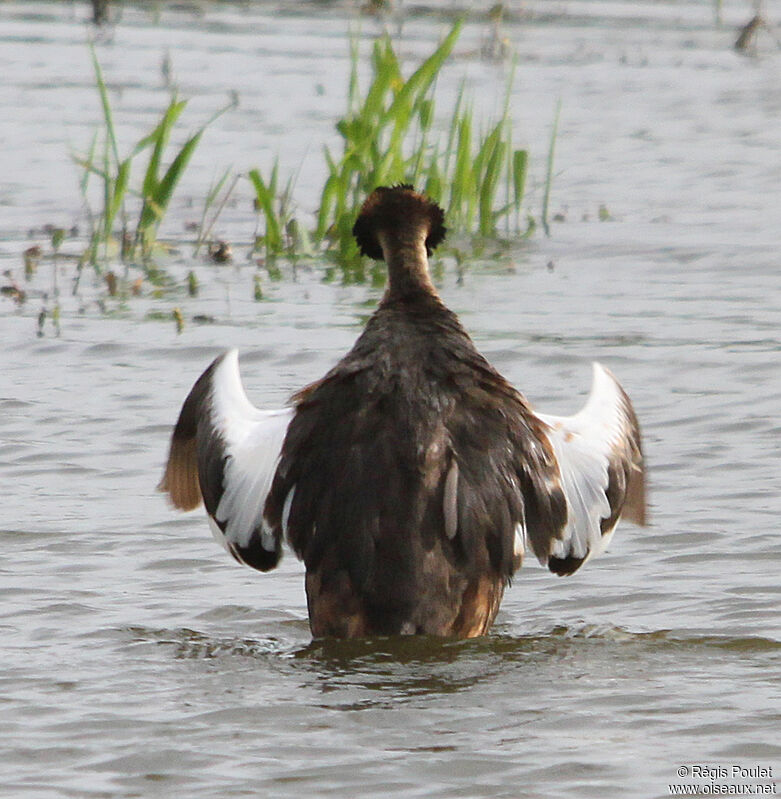 Great Crested Grebeadult, Behaviour