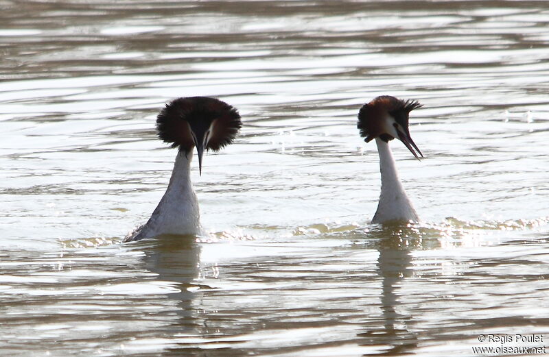 Great Crested Grebe adult breeding, Behaviour